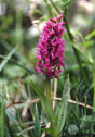 Dactylorhiza majalis